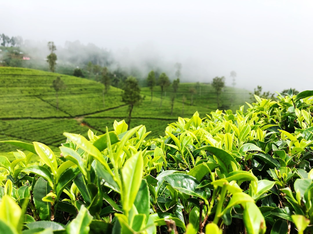 This misty tea field can be found on the way to the liptons seat Haputale Sri Lanka.