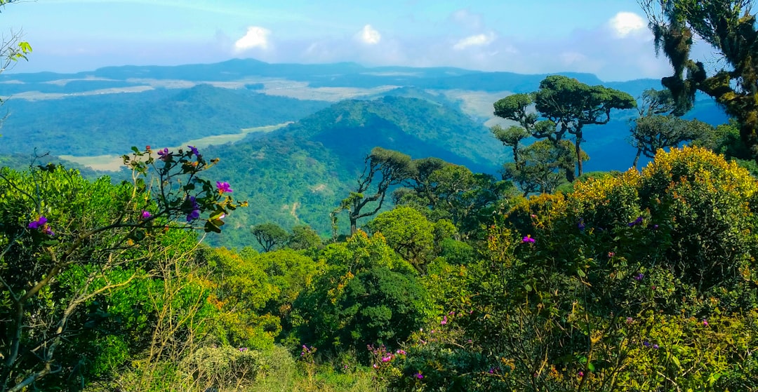 green-trees-on-mountain-during-daytime-svtvnah8juk