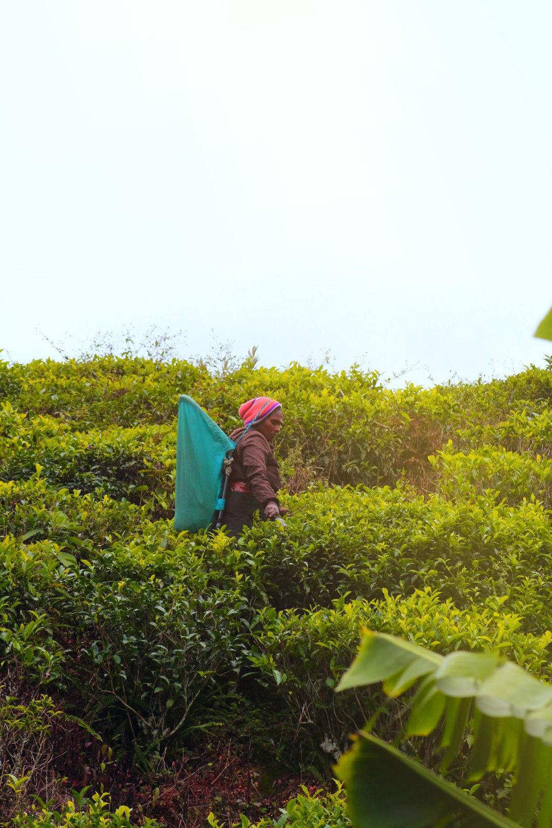 person-walking-on-plant-field-jd1qqqbxkuw